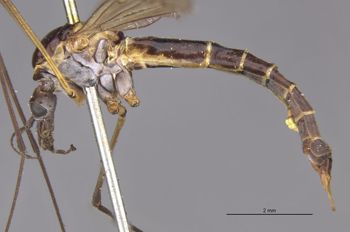 Media type: image;   Entomology 10330 Aspect: habitus lateral view